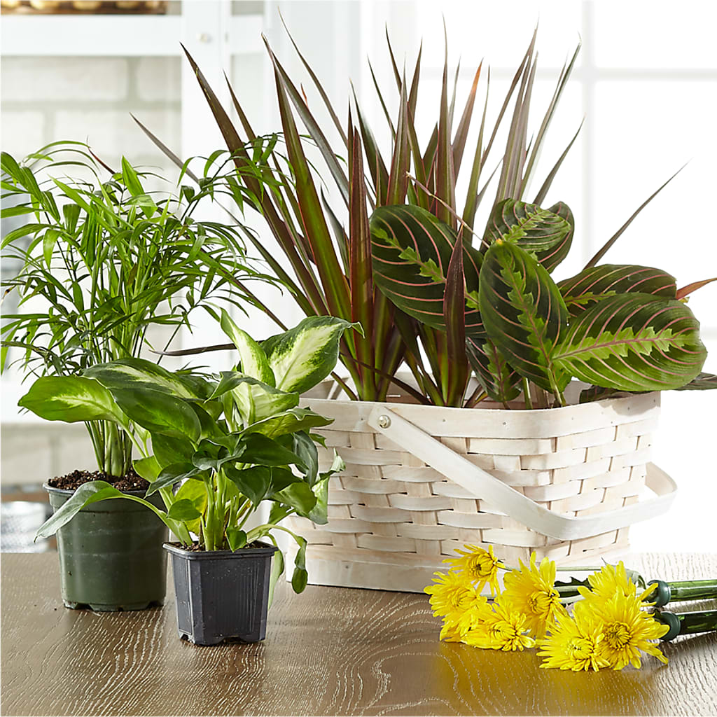Florist Designed Blooming and Green Plants in a Basket – My Enchanted Florist, Sandy Spring MD