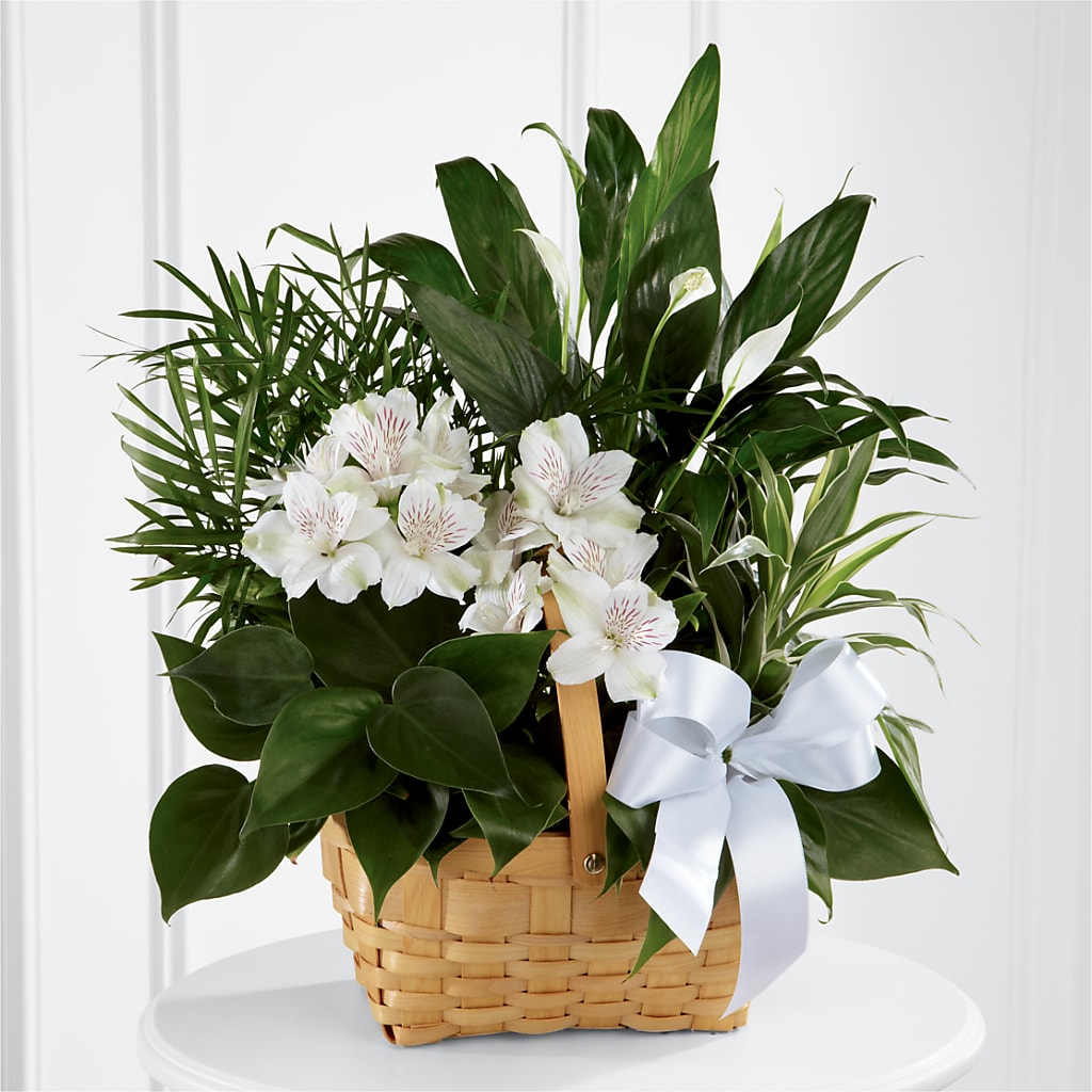 Peace & Serenity Dishgarden – My Enchanted Florist, Sandy Spring MD