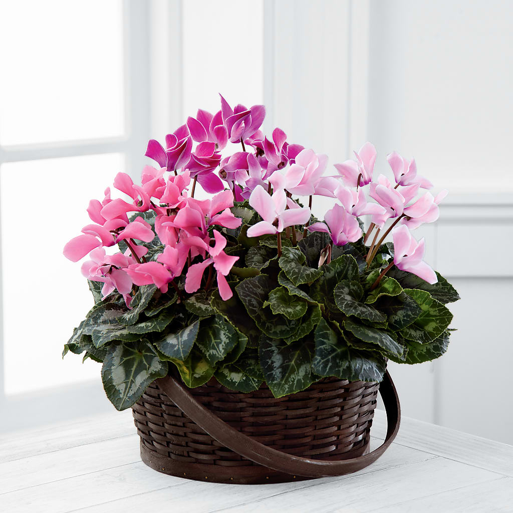 Mixed Cyclamen Planter – My Enchanted Florist, Sandy Spring MD