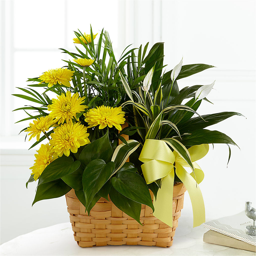 Loving Light Dishgarden – My Enchanted Florist, Sandy Spring MD