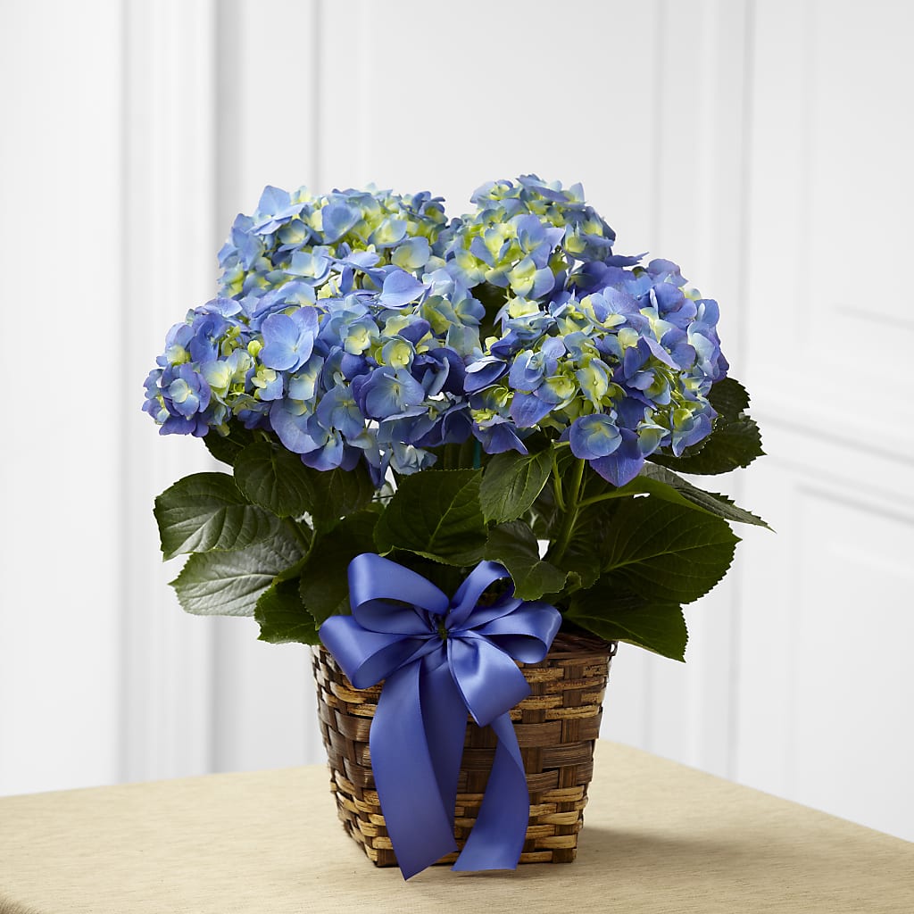 Blue Hydrangea Planter – My Enchanted Florist, Sandy Spring MD