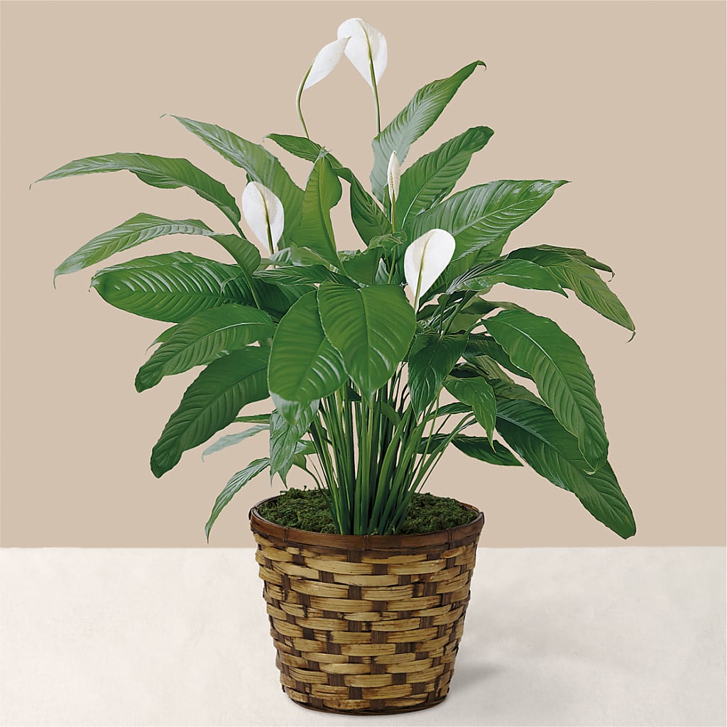 Tranquil Moments Peace Lily Plant – My Enchanted Florist, Sandy Spring MD