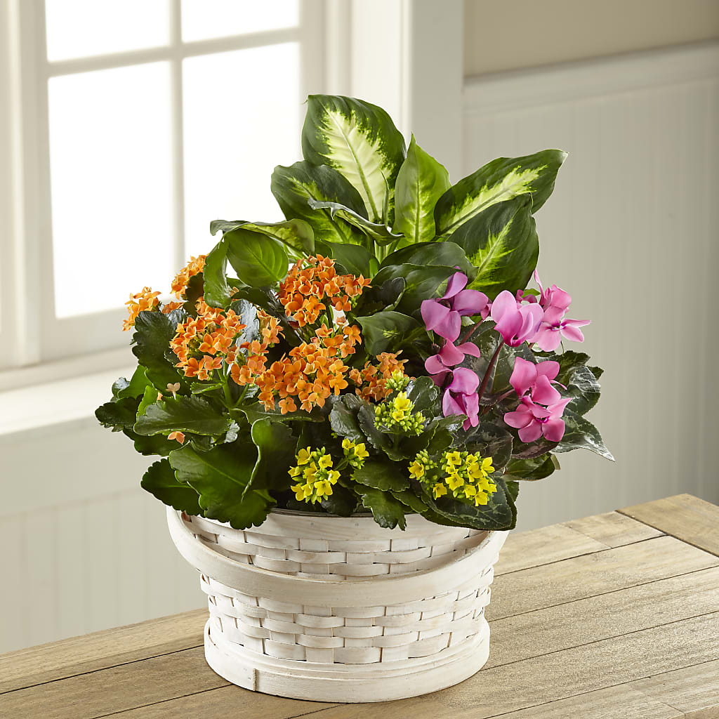 Color Crush Dishgarden – My Enchanted Florist, Sandy Spring MD
