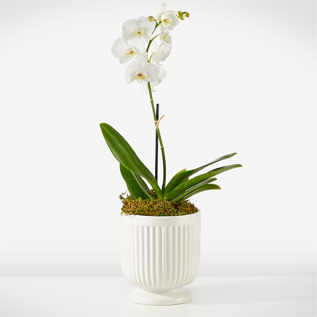 Whispering White Orchid – My Enchanted Florist, Sandy Spring MD