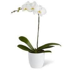 Bliss White Orchid