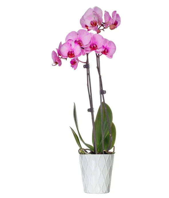 Island Time Pink Orchid