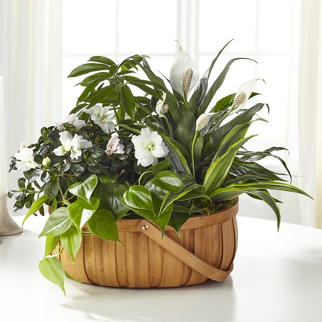 Serene Dishgarden – My Enchanted Florist, Sandy Spring MD