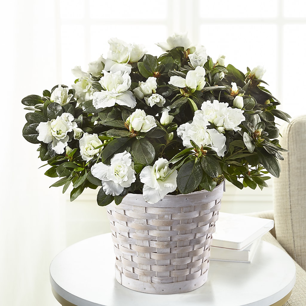White Azalea Plant – My Enchanted Florist, Sandy Spring MD