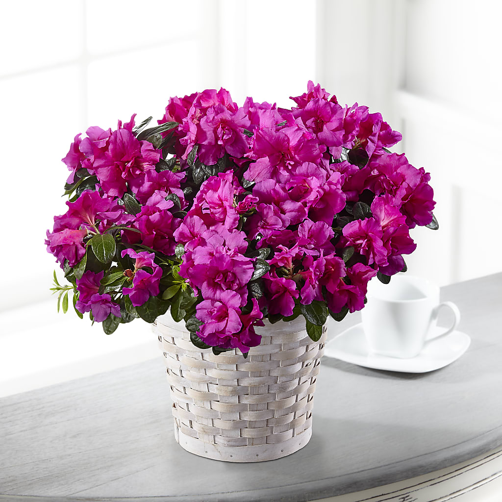 Hope & Serenity Azalea Plant – My Enchanted Florist, Sandy Spring MD