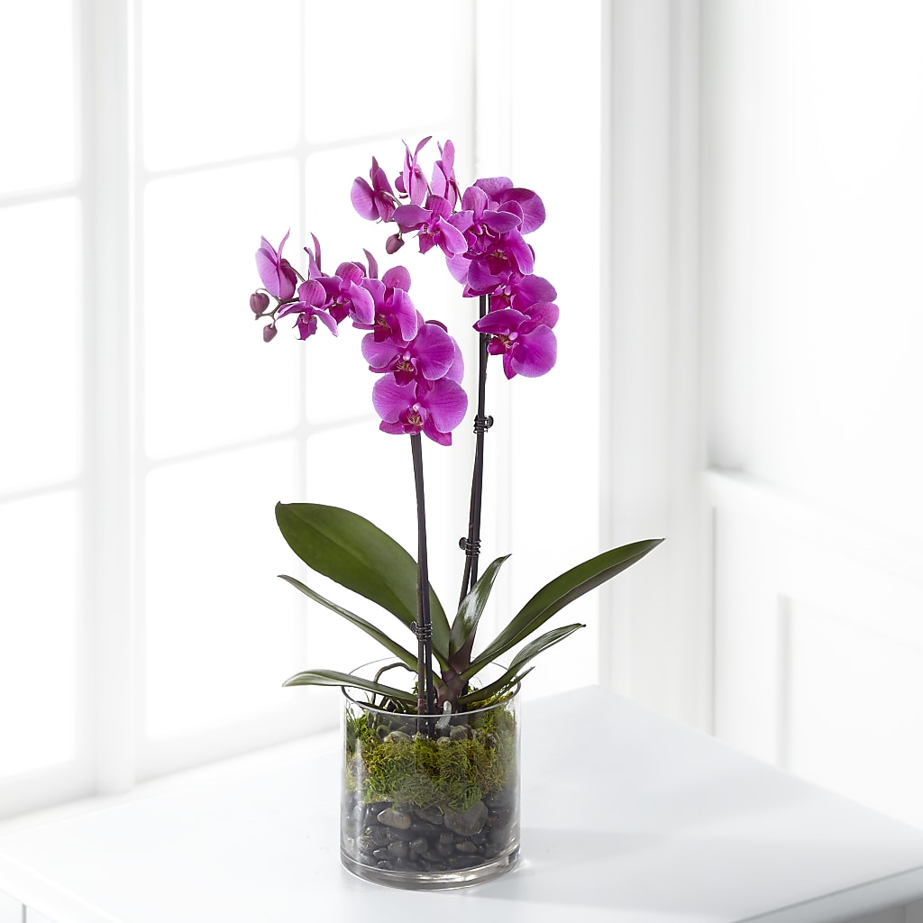 Pink Orchid Plant – My Enchanted Florist, Sandy Spring MD