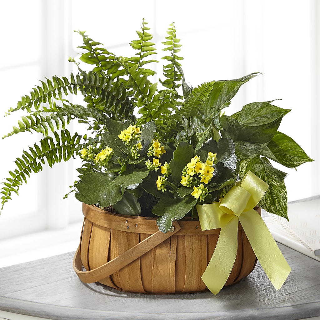 Always Dear Dishgarden – My Enchanted Florist, Sandy Spring MD