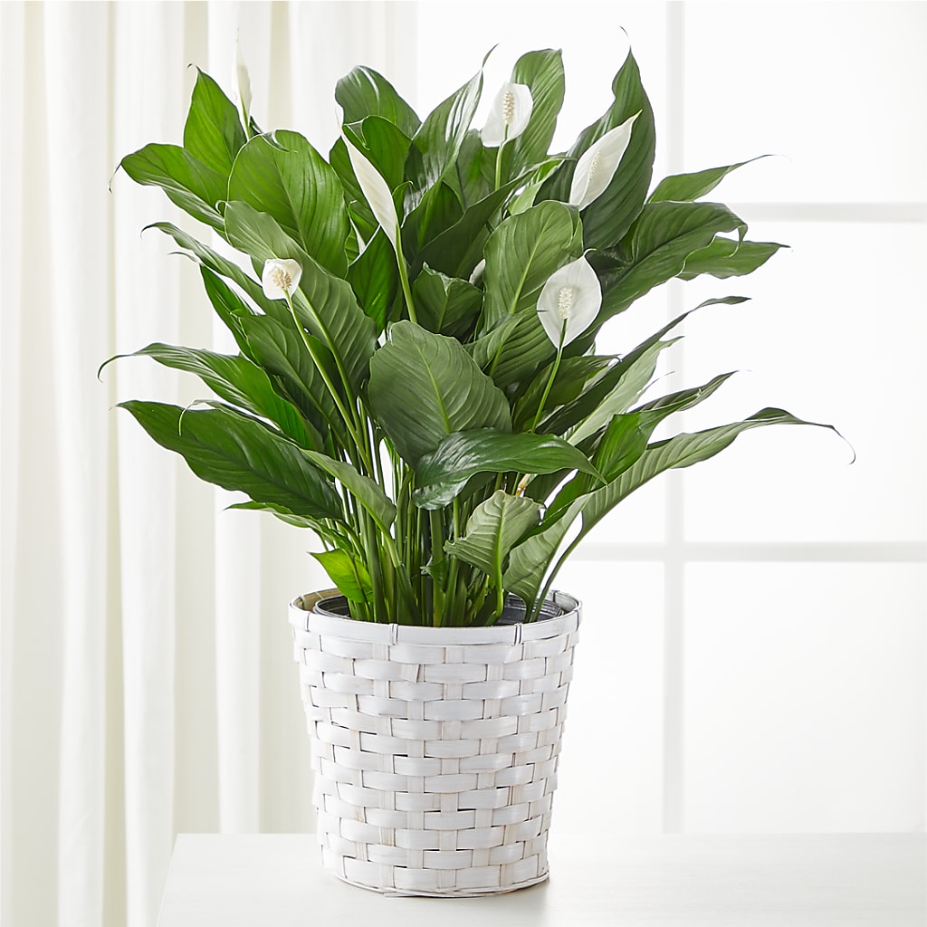 A New Leaf Peace Lily – My Enchanted Florist, Sandy Spring MD