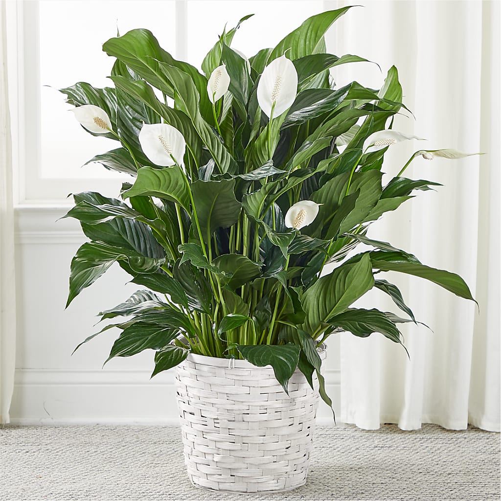 A New Leaf Peace Lily – My Enchanted Florist, Sandy Spring MD