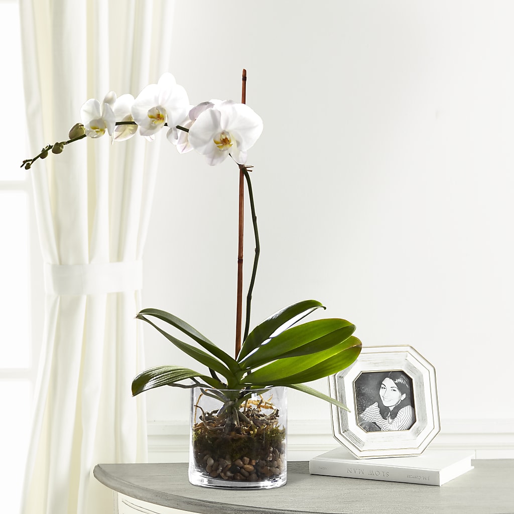 White Orchid Planter – My Enchanted Florist, Sandy Spring MD