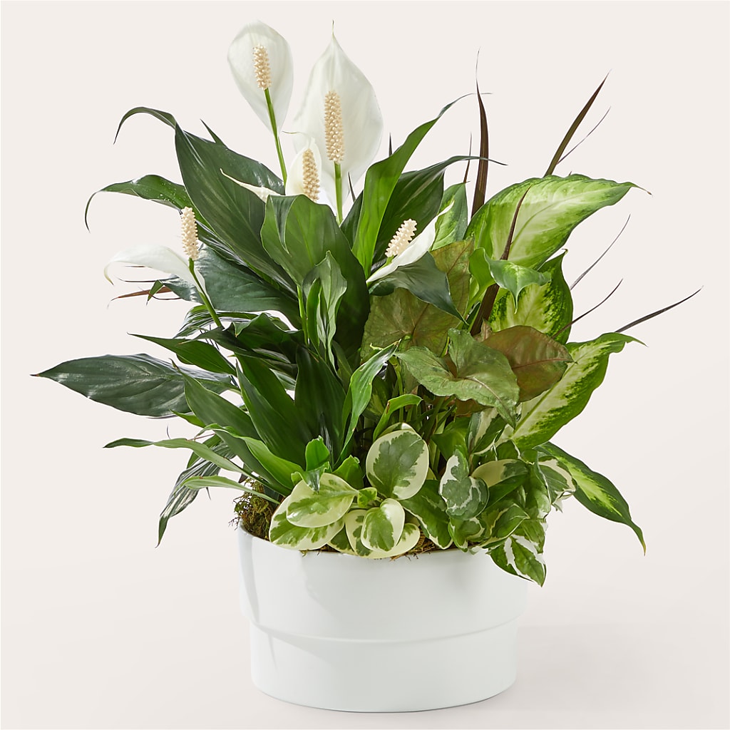Radiating Positivity Dishgarden – My Enchanted Florist, Sandy Spring MD