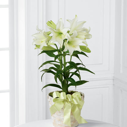 Easter Lily Plant –  My Enchanted Florist, Sandy Spring MD