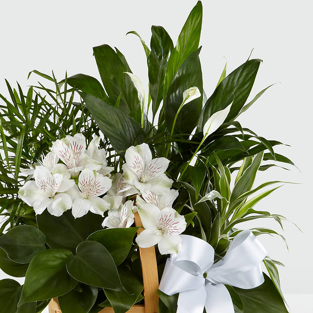 Peace & Serenity Dishgarden –  My Enchanted Florist, Sandy Spring MD