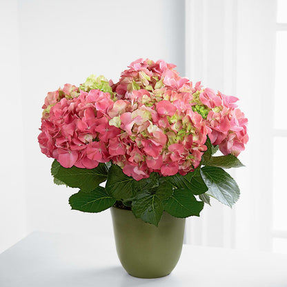 Pink Hydrangea Planter –  My Enchanted Florist, Sandy Spring MD