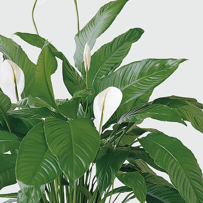Tranquil Moments Peace Lily Plant –  My Enchanted Florist, Sandy Spring MD