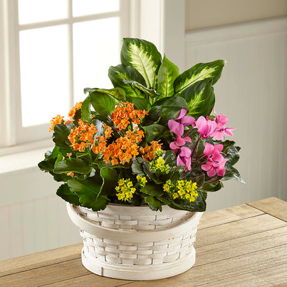 Color Crush Dishgarden –  My Enchanted Florist, Sandy Spring MD