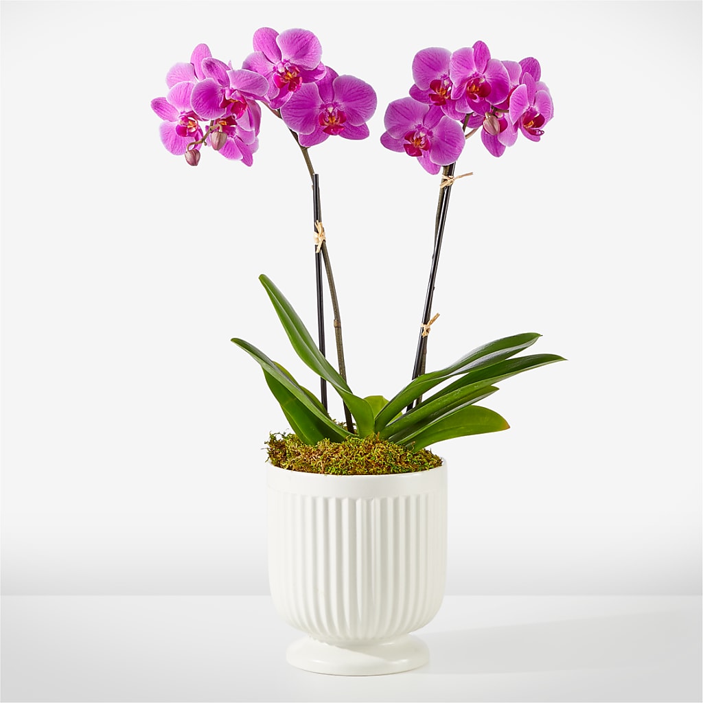 Friendly Fuchsia Orchid –  My Enchanted Florist, Sandy Spring MD