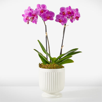 Friendly Fuchsia Orchid –  My Enchanted Florist, Sandy Spring MD