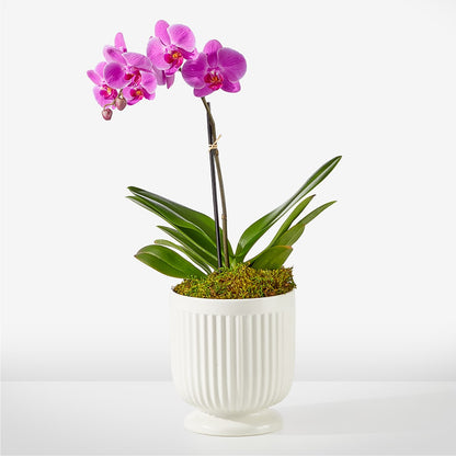 Friendly Fuchsia Orchid –  My Enchanted Florist, Sandy Spring MD