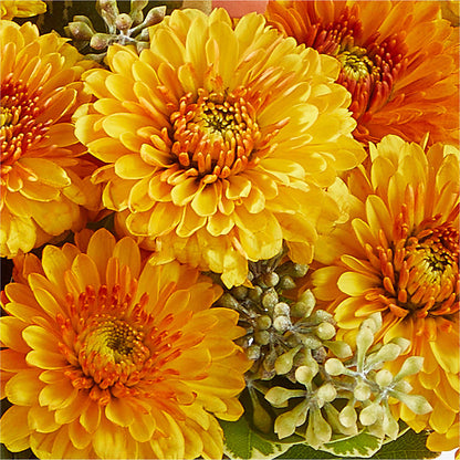 Peachy Pumpkin –  My Enchanted Florist, Sandy Spring MD