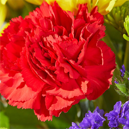 Brighter Days Bouquet –  My Enchanted Florist, Sandy Spring MD