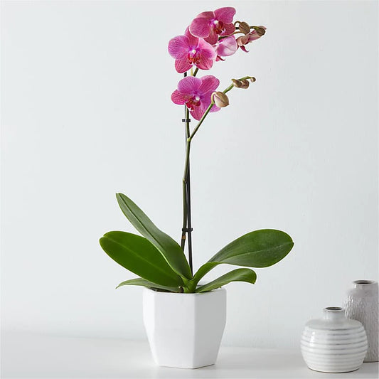 Island Time Pink Orchid