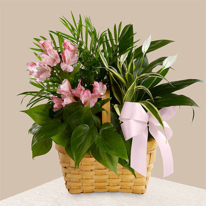 Living Spirit Dishgarden –  My Enchanted Florist, Sandy Spring MD