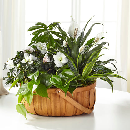 Serene Dishgarden –  My Enchanted Florist, Sandy Spring MD