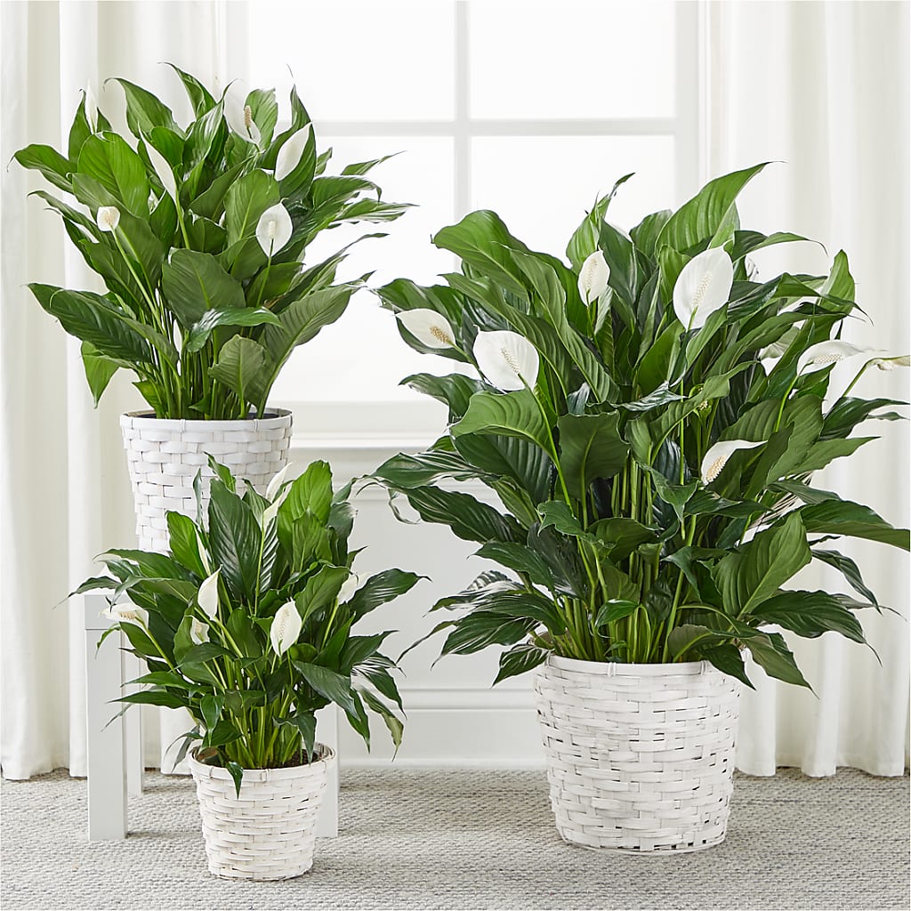 A New Leaf Peace Lily –  My Enchanted Florist, Sandy Spring MD