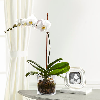 White Orchid Planter –  My Enchanted Florist, Sandy Spring MD