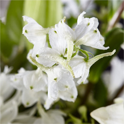 Classic Ivory – A Florist Original –  My Enchanted Florist, Sandy Spring MD